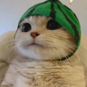 阳了个阳256的个人资料头像