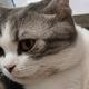 猫猫的名字叫咪咪头像