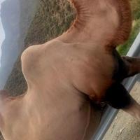 欢快冰淇淋LhS头像