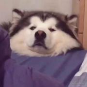 晓疾的个人资料头像