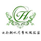A0000云南朝欢月季玫瑰花苗批发头像