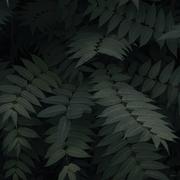 YanS的个人资料头像