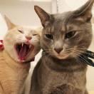 子瞻酱的个人资料头像