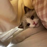 花果山的山大王的个人资料头像