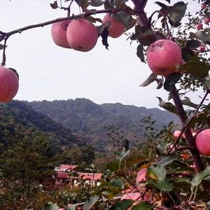 寺河山果香园家庭种植农场头像