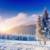 雪松2782头像