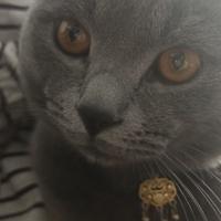 紫气东来co头像