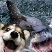 前端小小菜鸟一枚的个人资料头像