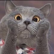 孤独小白的个人资料头像