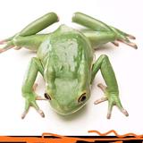 大剪刀手青蛙趴头像