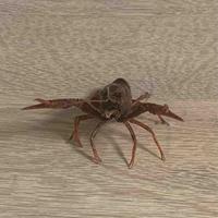 瞎虾侠黠头像