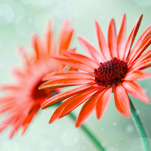 视野阿尔瓦2k4n头像