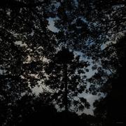 kevinzzzzzz的个人资料头像