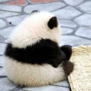 阿v379的个人资料头像