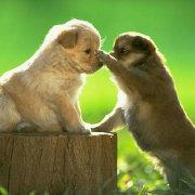 sunshine代码的个人资料头像