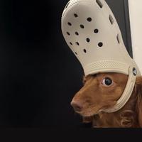 张大果果冻头像