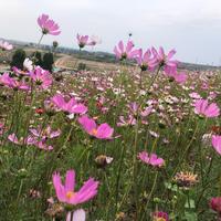 汝州包子铺头像