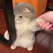 槑丨摸鱼的个人资料头像