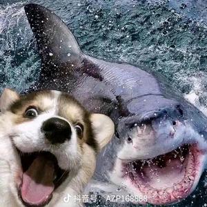 一只鲨狗头像