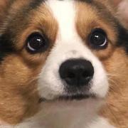 Falleaves的个人资料头像