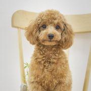 爱做饭爱生活的程序狗的个人资料头像