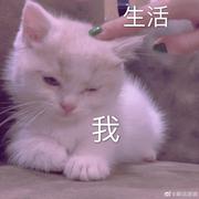 一只躺平的搬砖仔的个人资料头像