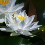快速步伐头像