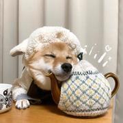 Shaun599的个人资料头像