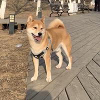 风中颤抖的鱼头像