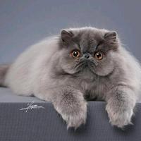 小黑头像