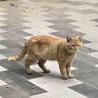 汽车园里的陈喵喵头像