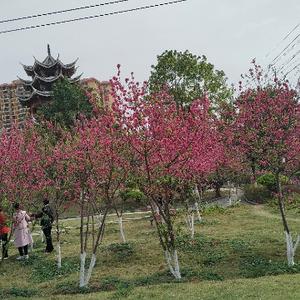 外向村姑头像