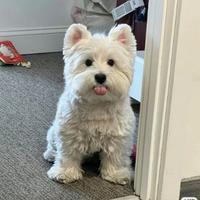 热情的饺子zqo头像