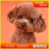 全力以赴头像
