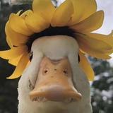 S苏头像