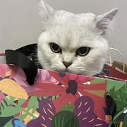 陈的个人资料头像