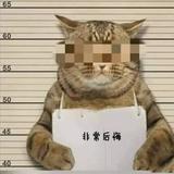 你怕是个混子啊头像