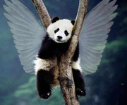 IranQ的个人资料头像