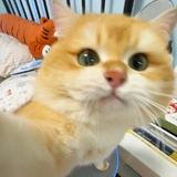 撤扯扯头像