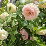 memglingzheng的个人资料头像