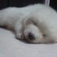 养猫吗i头像