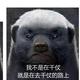 勇者盖州2L头像