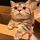 爱玩王者的小强头像