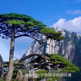 中華情一江南憶翰墨飄香头像