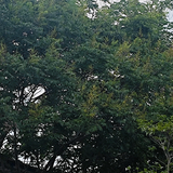 吃牛肉面就认准隆中曾记牛肉面头像