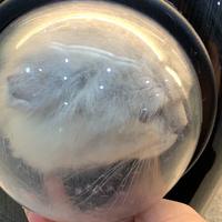 看车三年还未下手头像