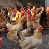 彭氏禽苗饲料批发头像