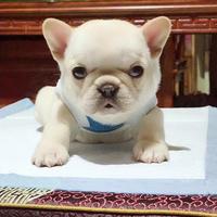 小猴子1241头像