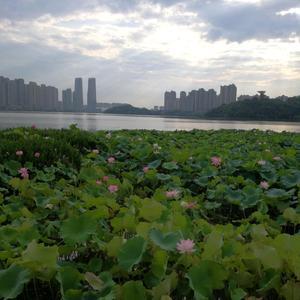 海山视频头像