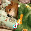 鹿钦城头像